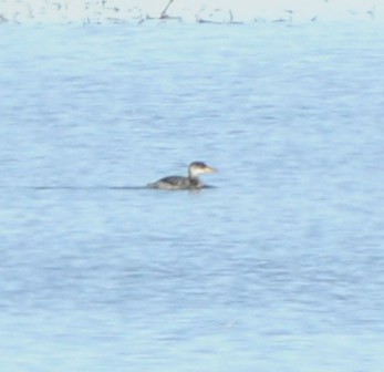 Red-necked Grebe - ML616043218