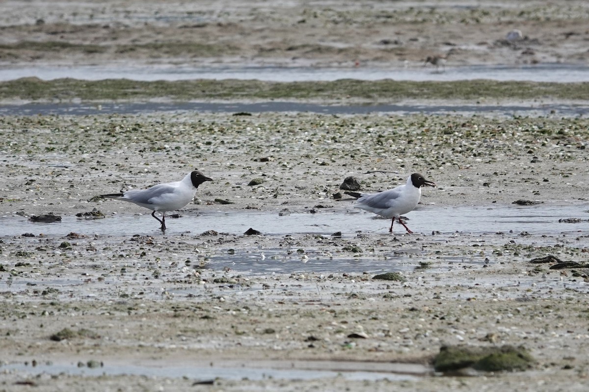 Mouette rieuse - ML616043450