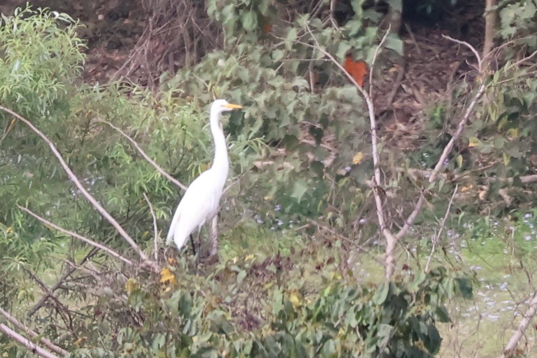 Great Egret - ML616043452