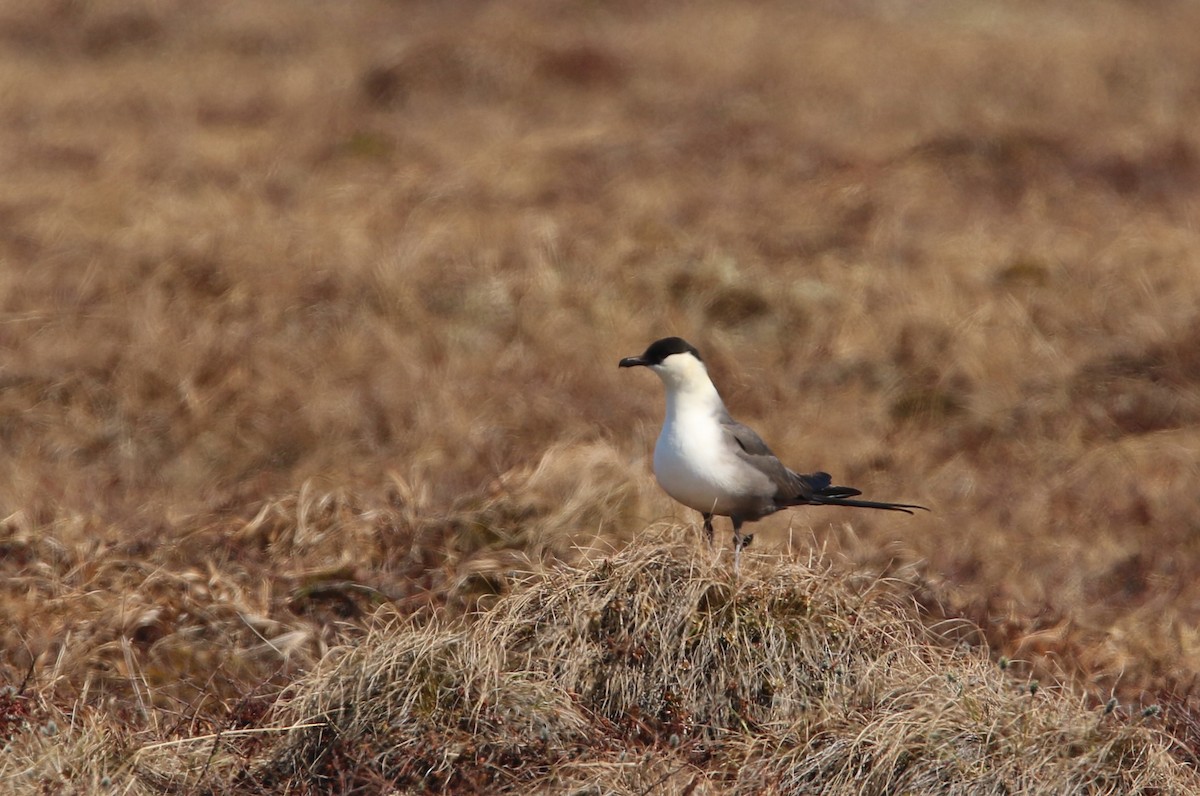 Long-tailed Jaeger - ML616043455