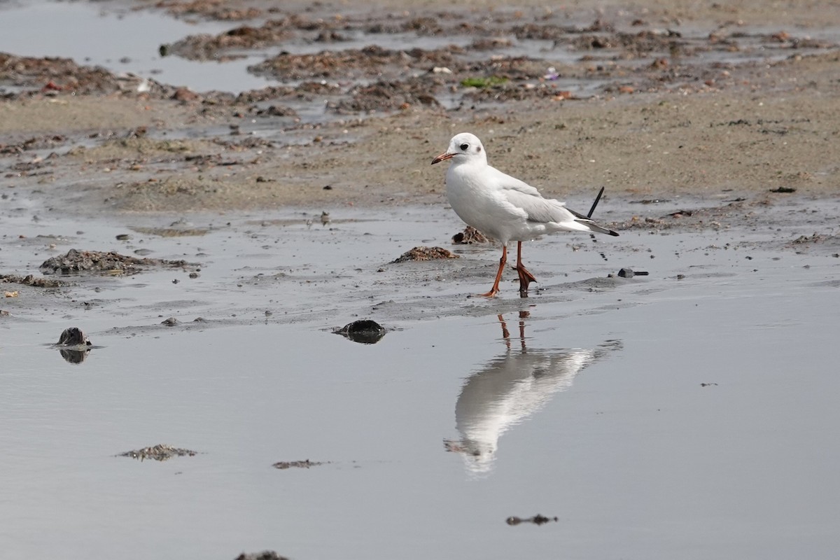 Black-headed Gull - ML616043457