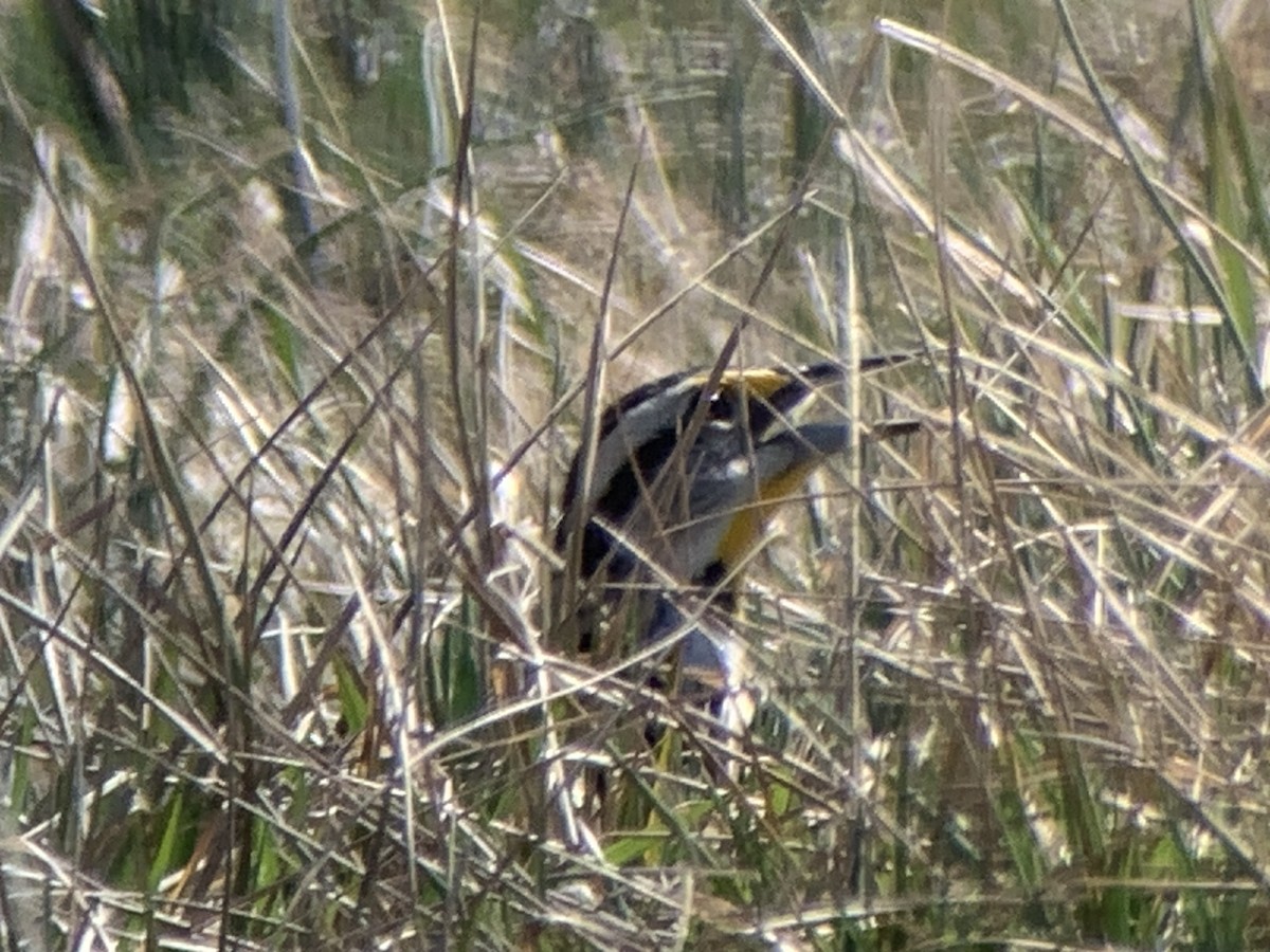 Eastern Meadowlark - ML616043473