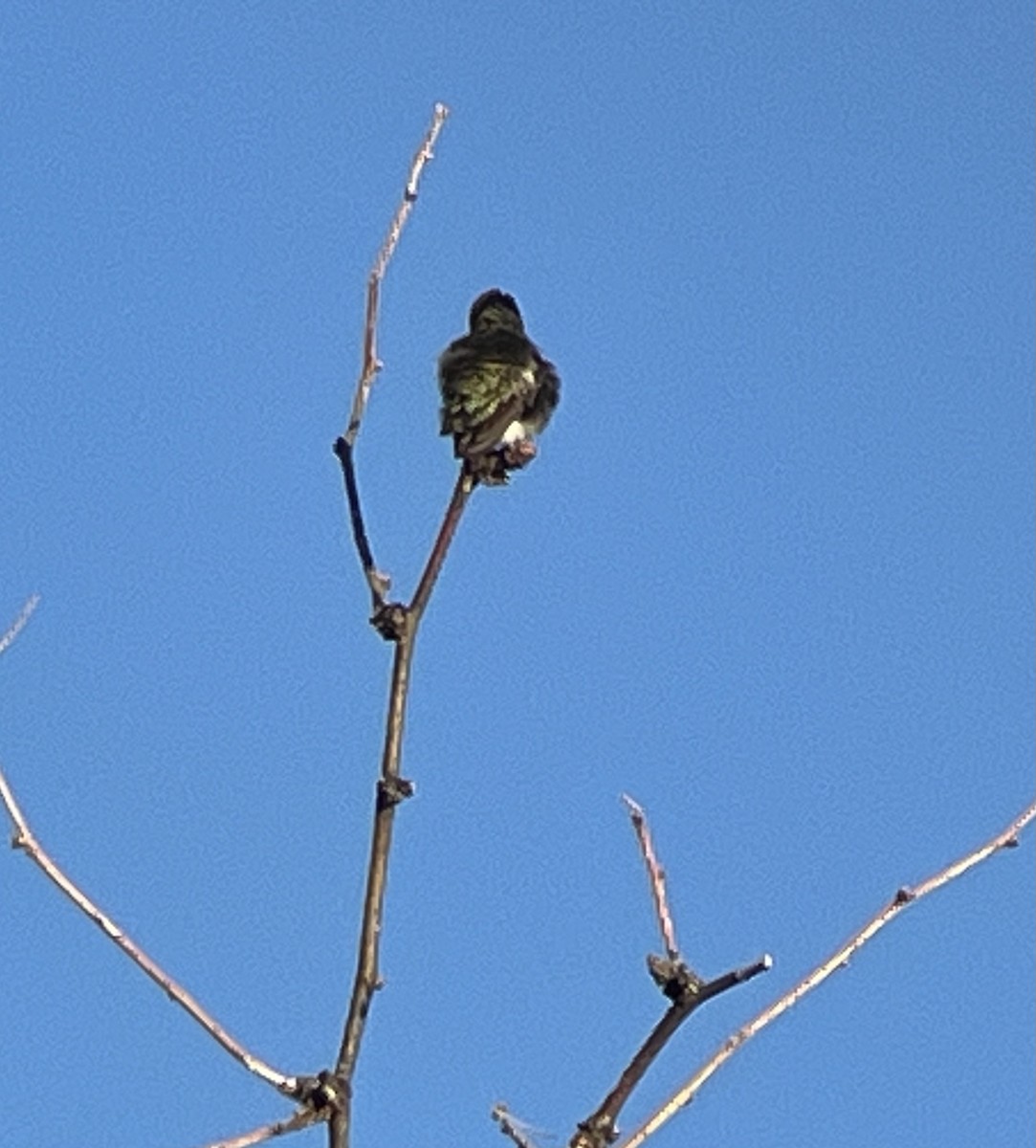 Costa's Hummingbird - ML616043623