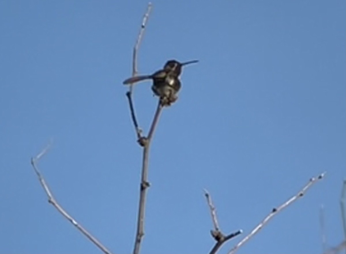 Costa's Hummingbird - ML616043624