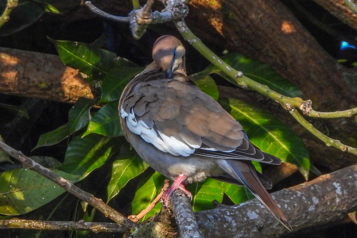 White-winged Dove - ML616043630