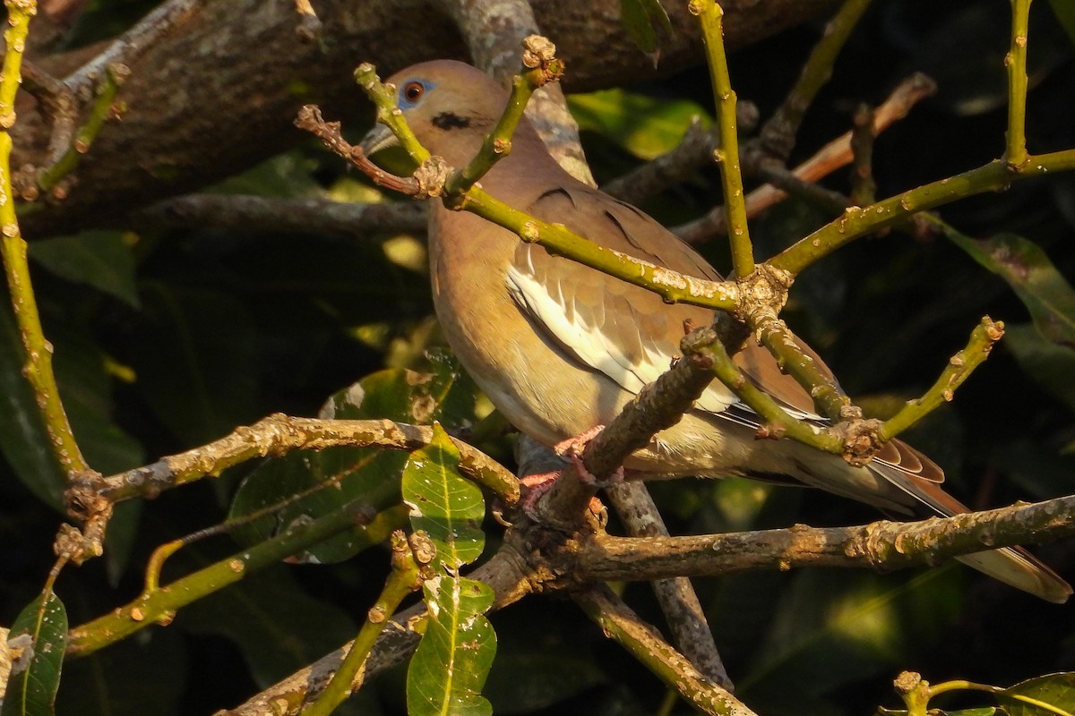 White-winged Dove - Rose Shea