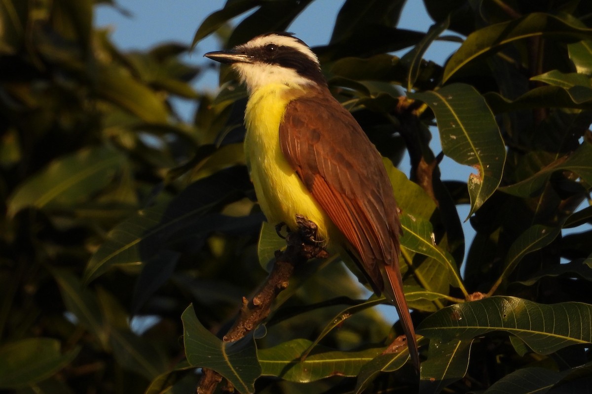 Great Kiskadee - ML616043648