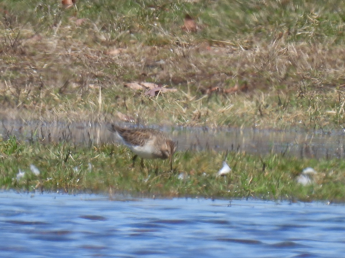 Graubrust-Strandläufer - ML616043689