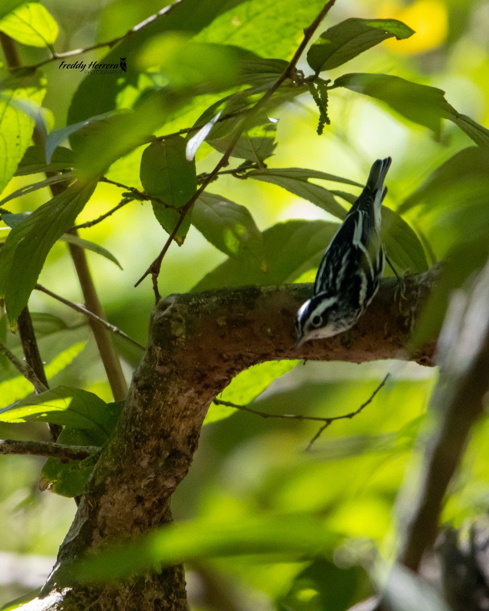 Black-and-white Warbler - Freddy Herrera