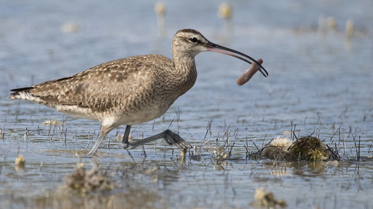 Hudsonian Whimbrel - ML616043762