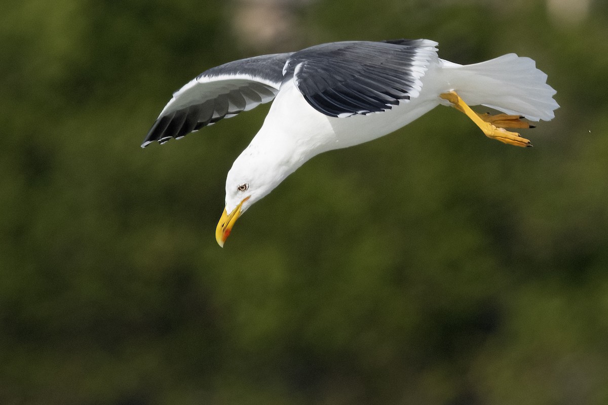 Lesser Black-backed Gull - ML616043766