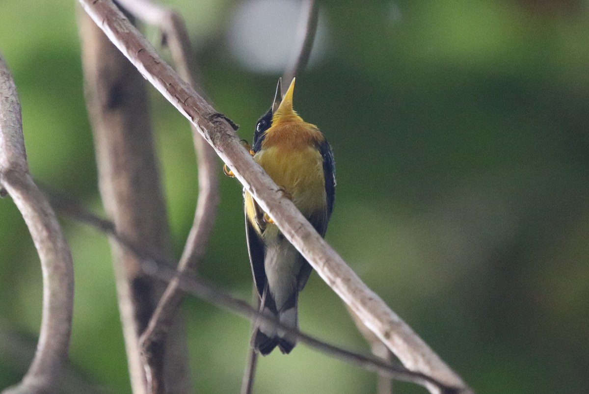 Tropical Parula (Coiba I.) - ML616043799