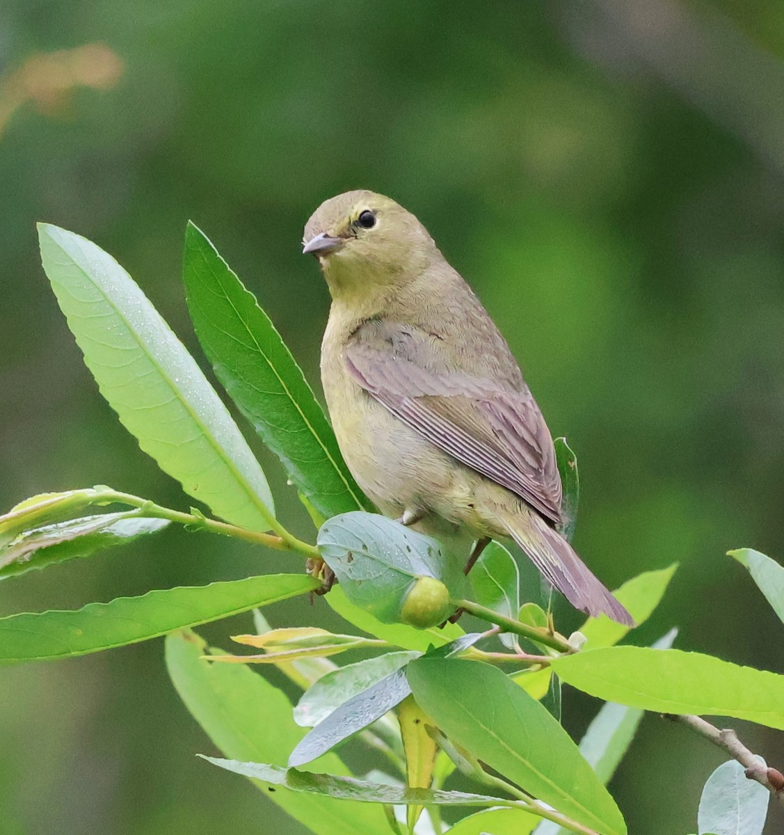 Orange-crowned Warbler - ML616043802