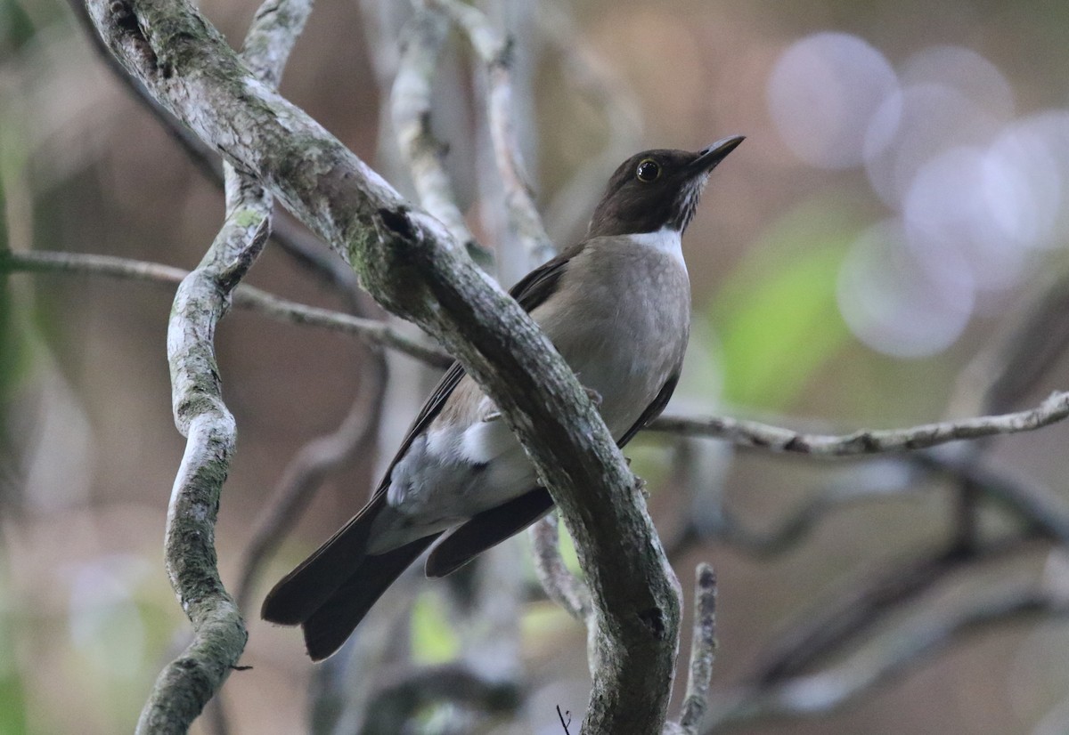 White-throated Thrush - James (Jim) Holmes