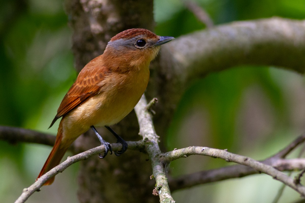 Chestnut-crowned Becard - Oswaldo Hernández Sánchez