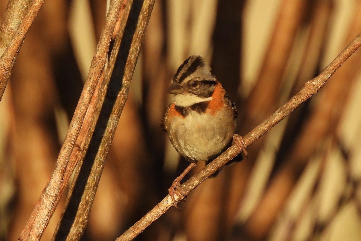 Rufous-collared Sparrow - Rose Shea