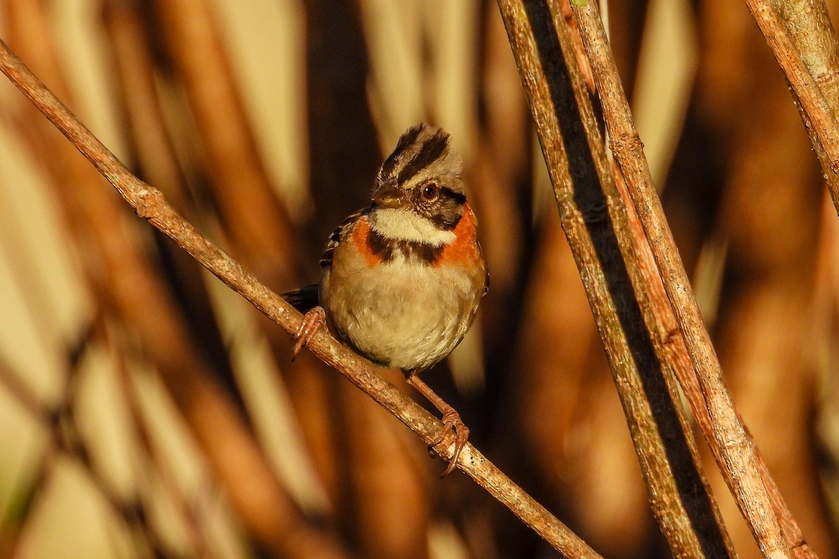 Rufous-collared Sparrow - Rose Shea