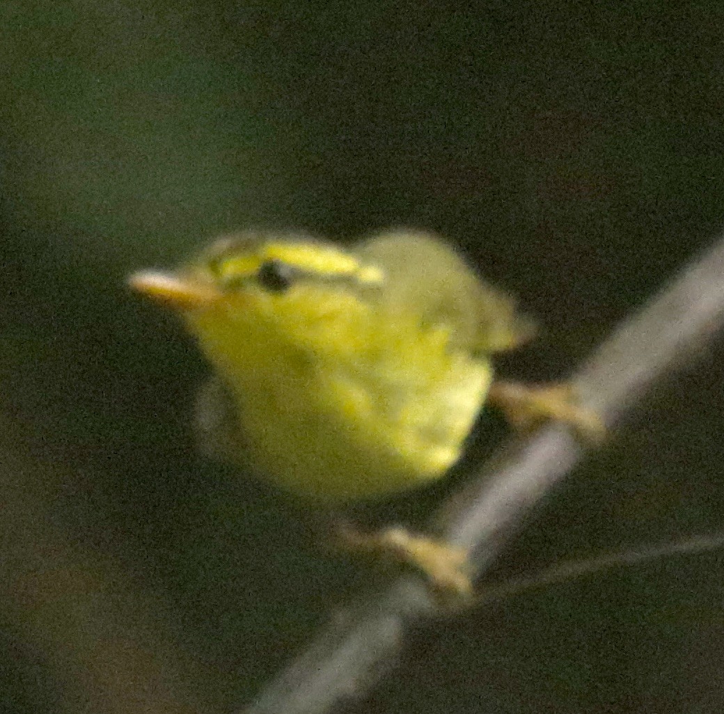 Mosquitero Roquero - ML616043871