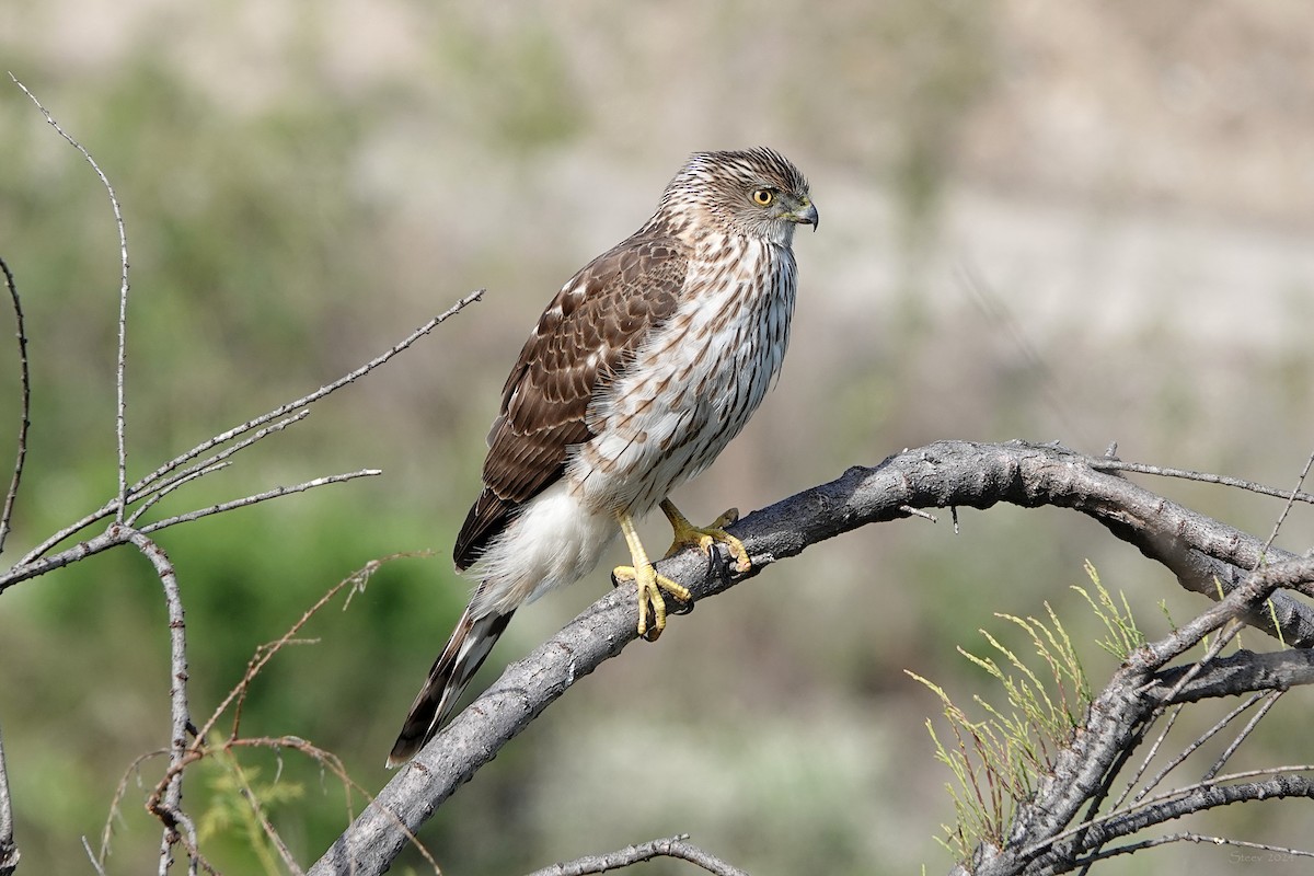 Cooper's Hawk - ML616043876