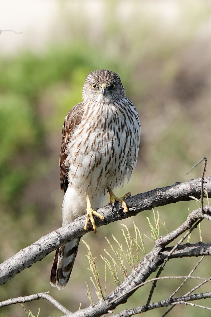 Cooper's Hawk - Steve Neely