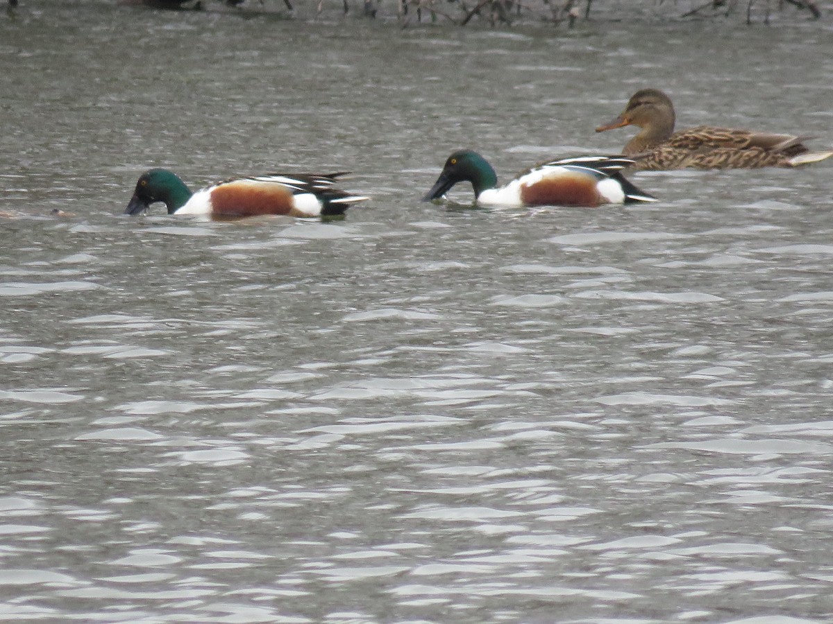 Northern Shoveler - ML616043909