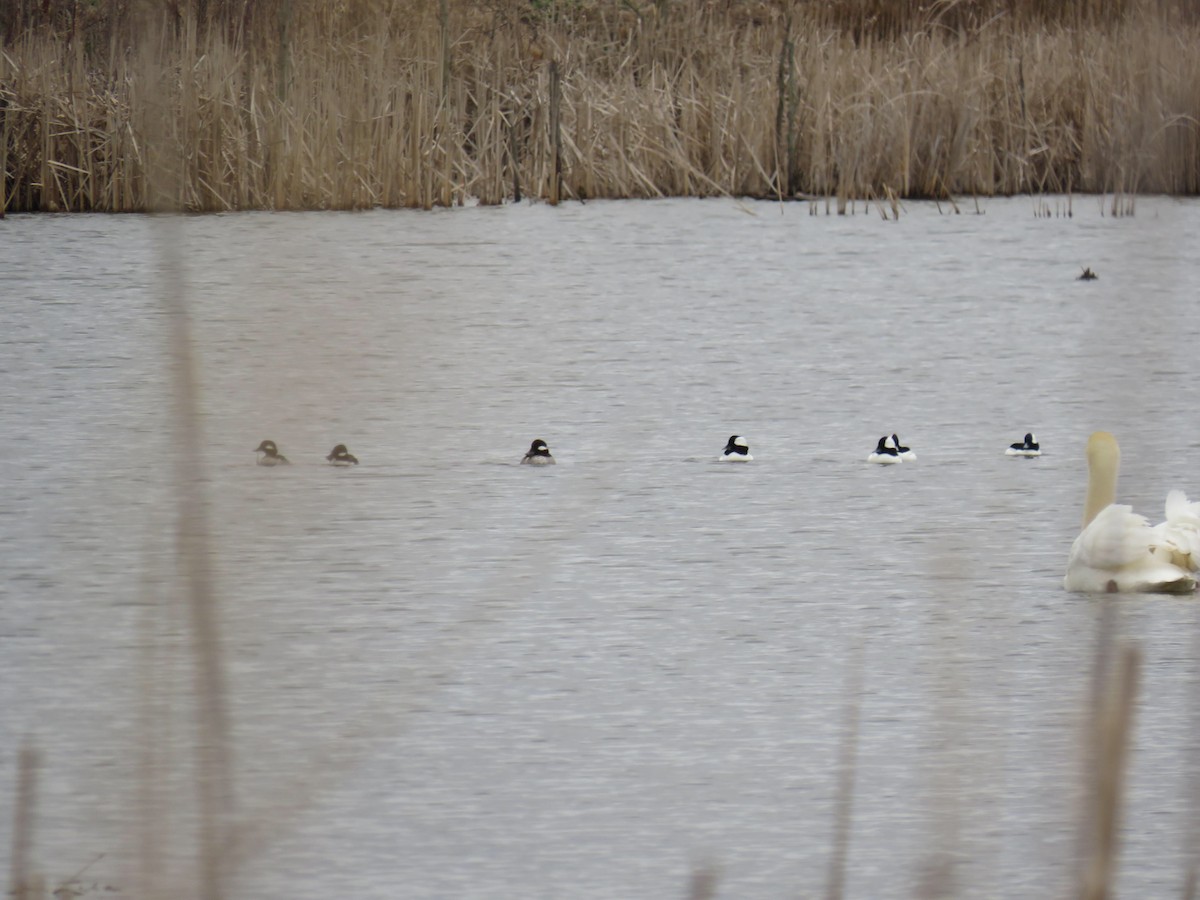 Bufflehead - ML616043950