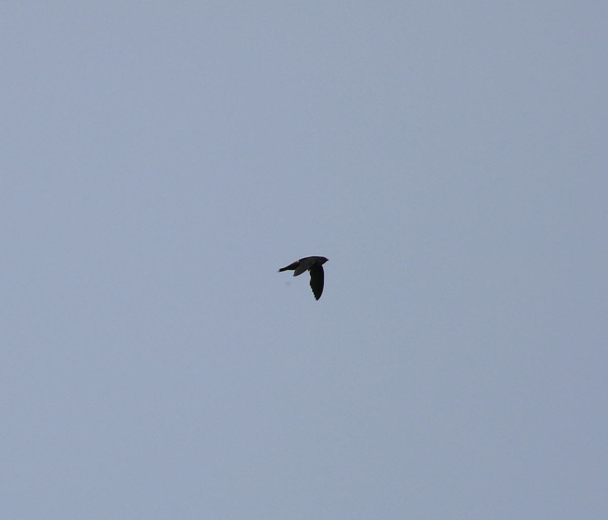 Gray-rumped Swift - ML616043954