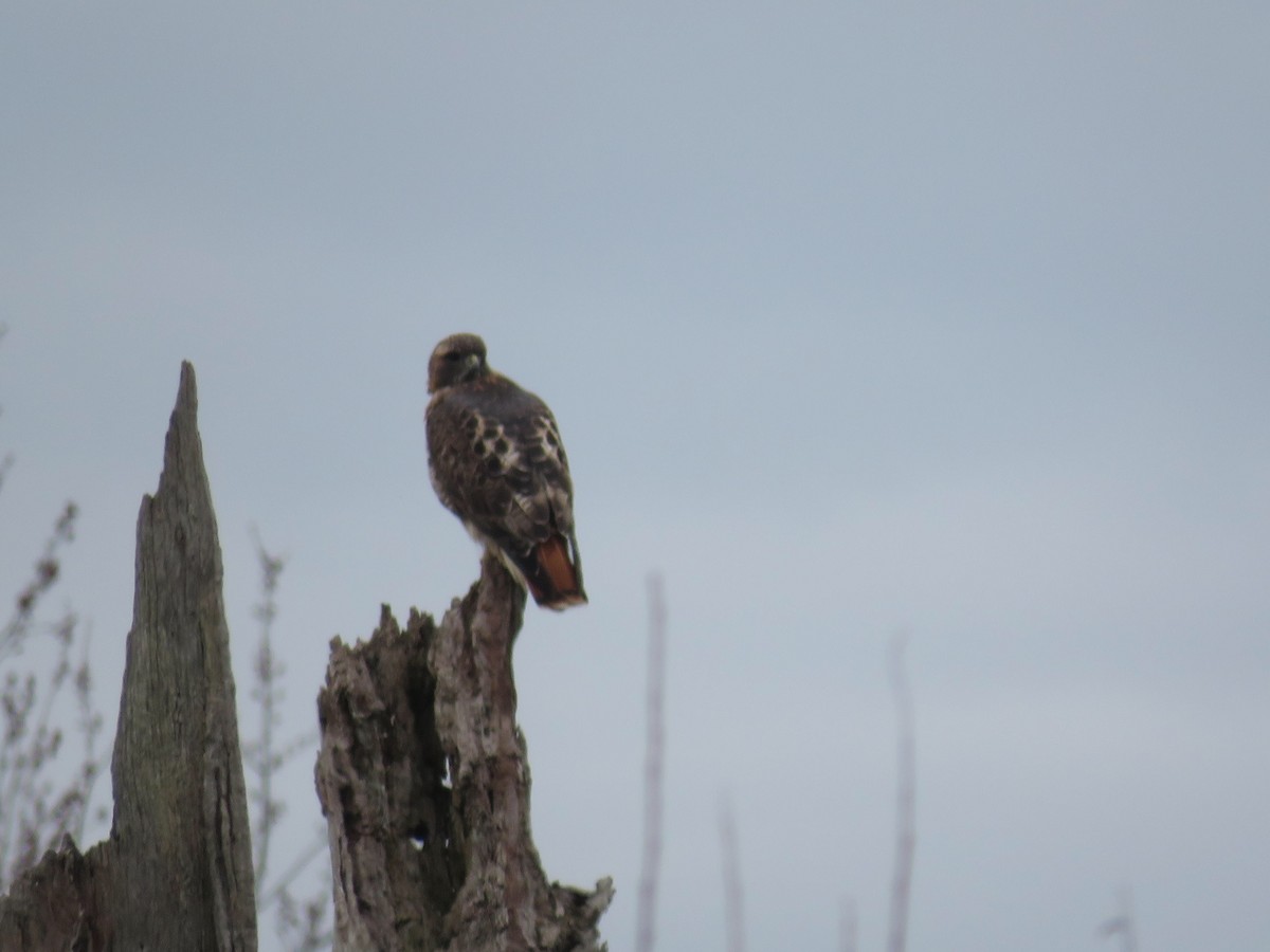 Red-tailed Hawk - ML616043986