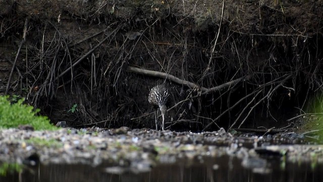 Limpkin - ML616043999