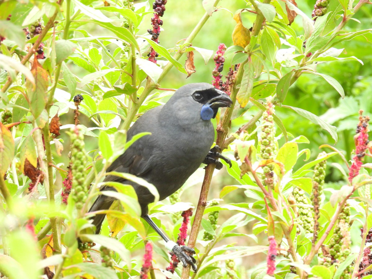 Graulappenvogel - ML616044018