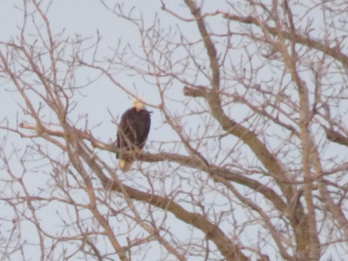 Bald Eagle - ML616044037