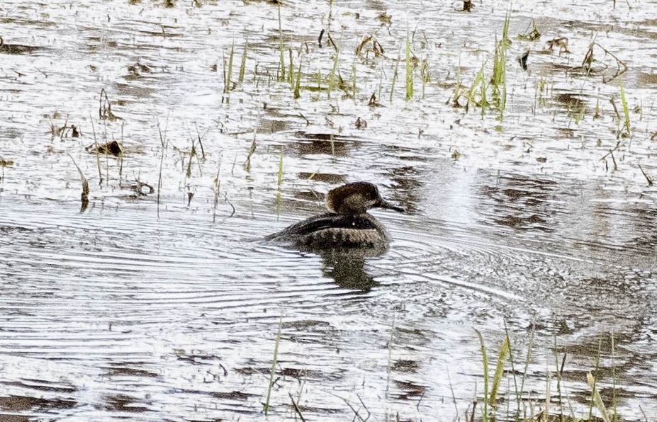 Hooded Merganser - ML616044049