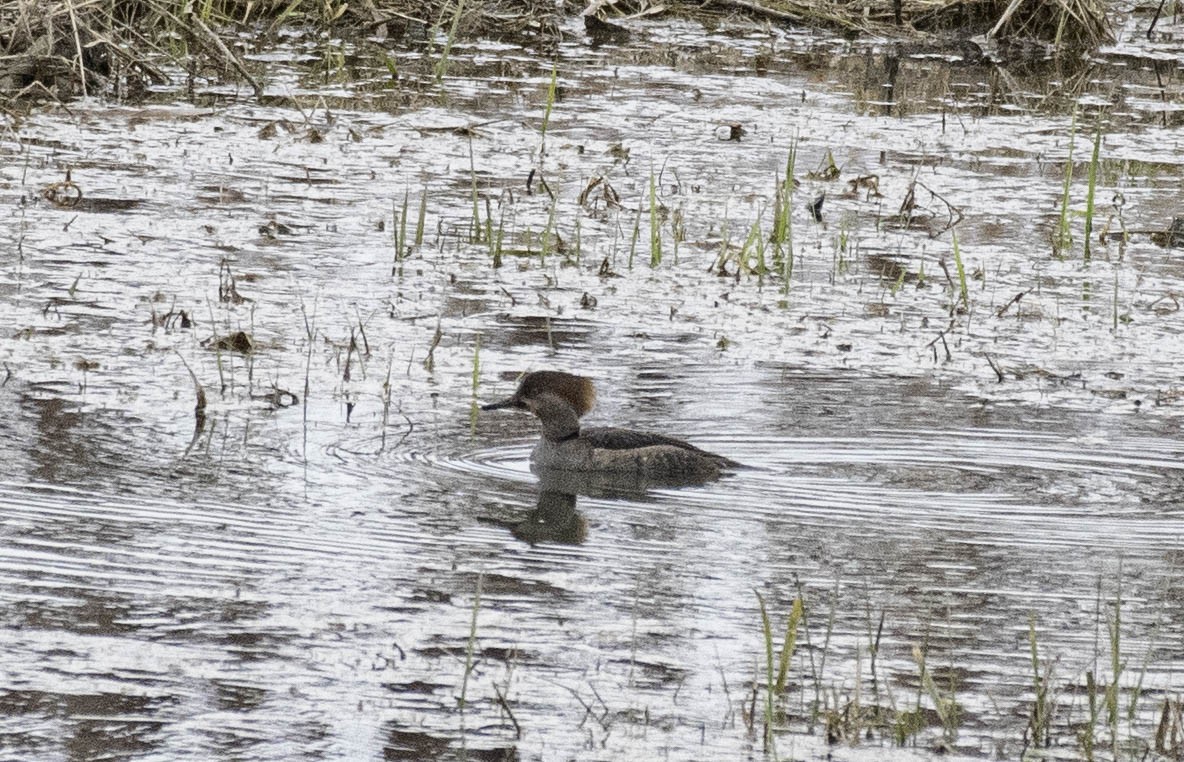Hooded Merganser - ML616044050