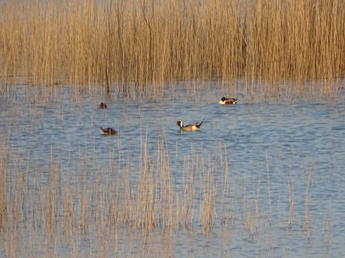 Northern Pintail - ML616044067