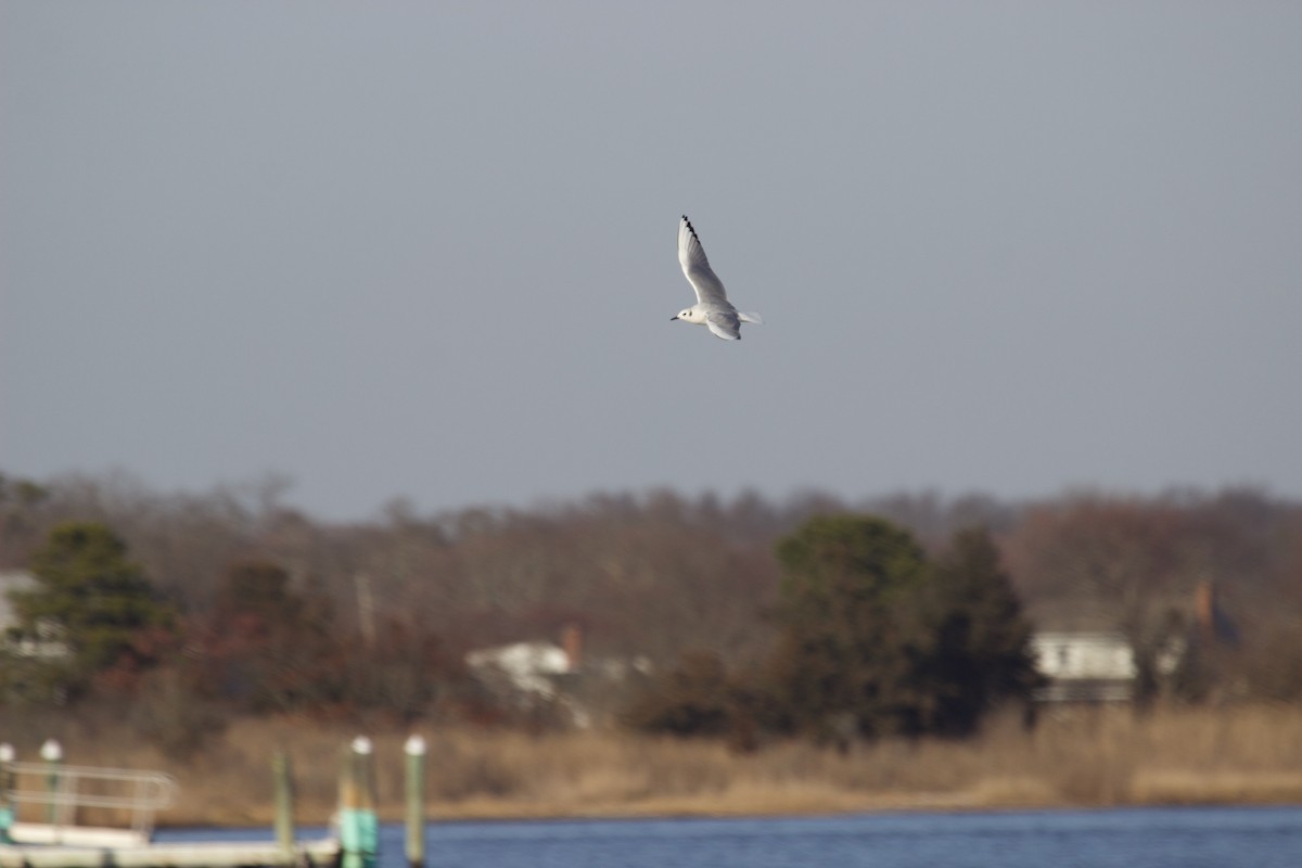 Bonaparte's Gull - ML616044083