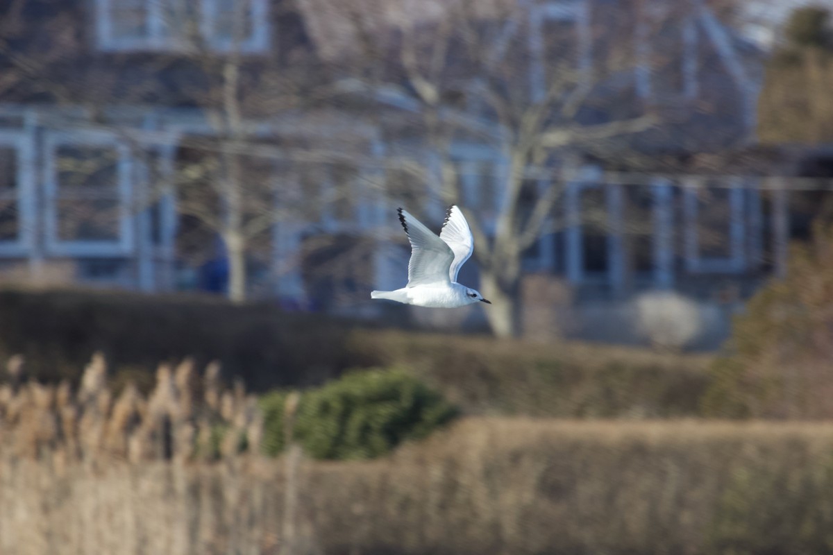 Mouette de Bonaparte - ML616044084