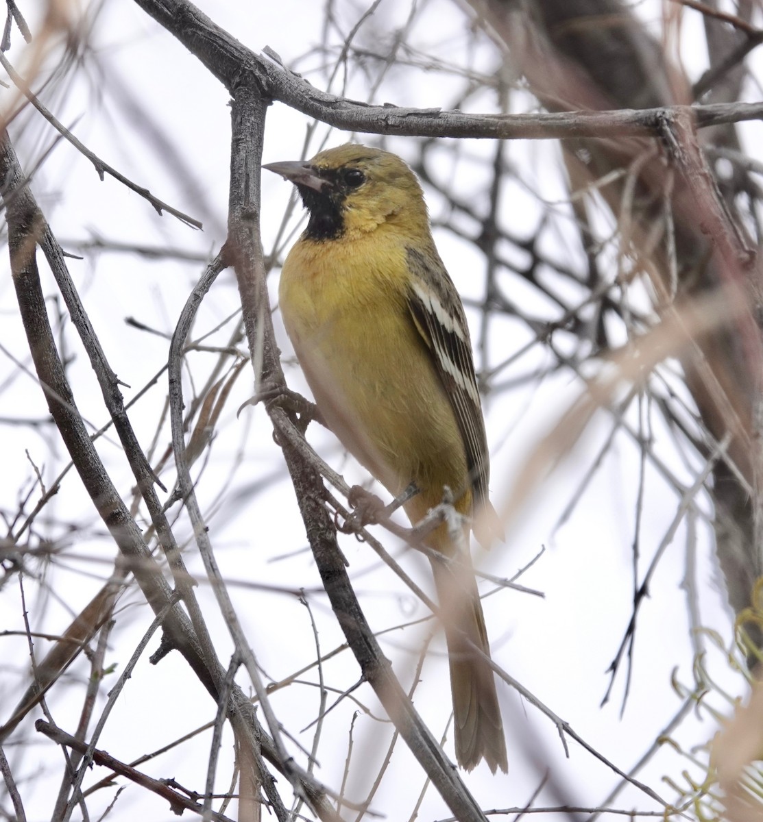 Orchard Oriole - ML616044086