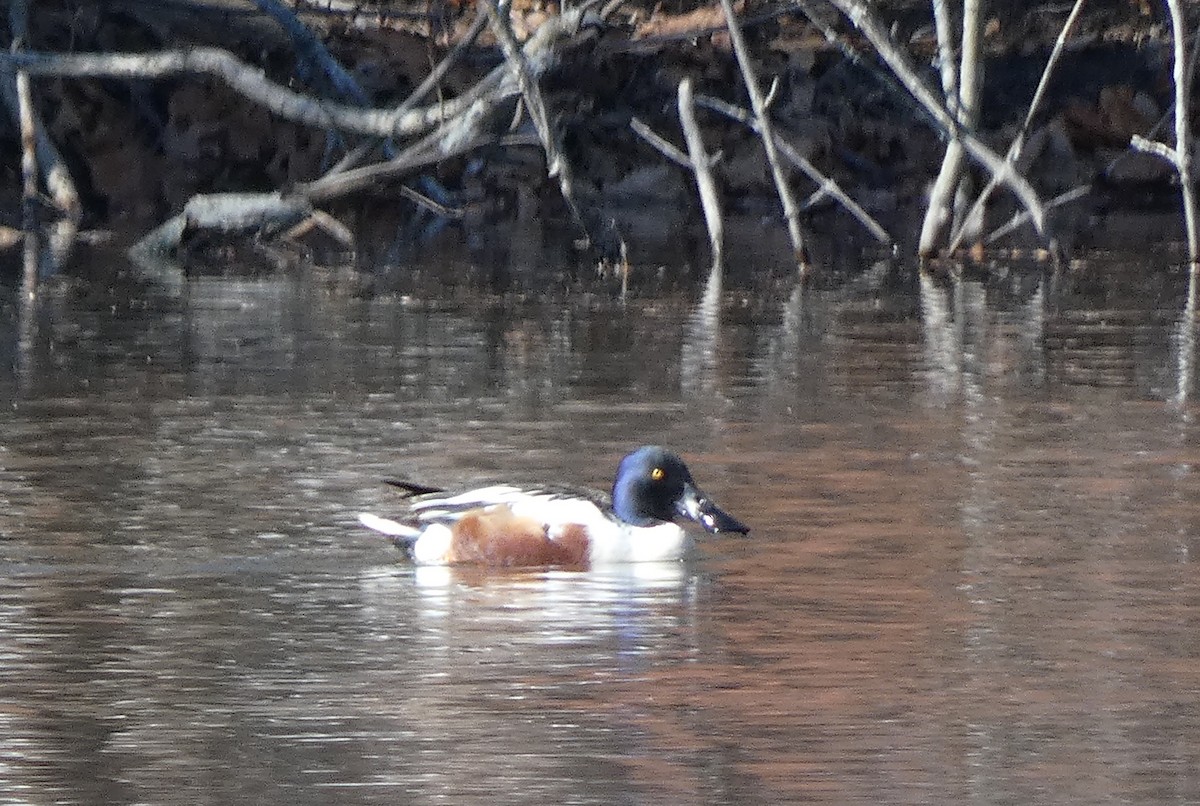 Northern Shoveler - ML616044097