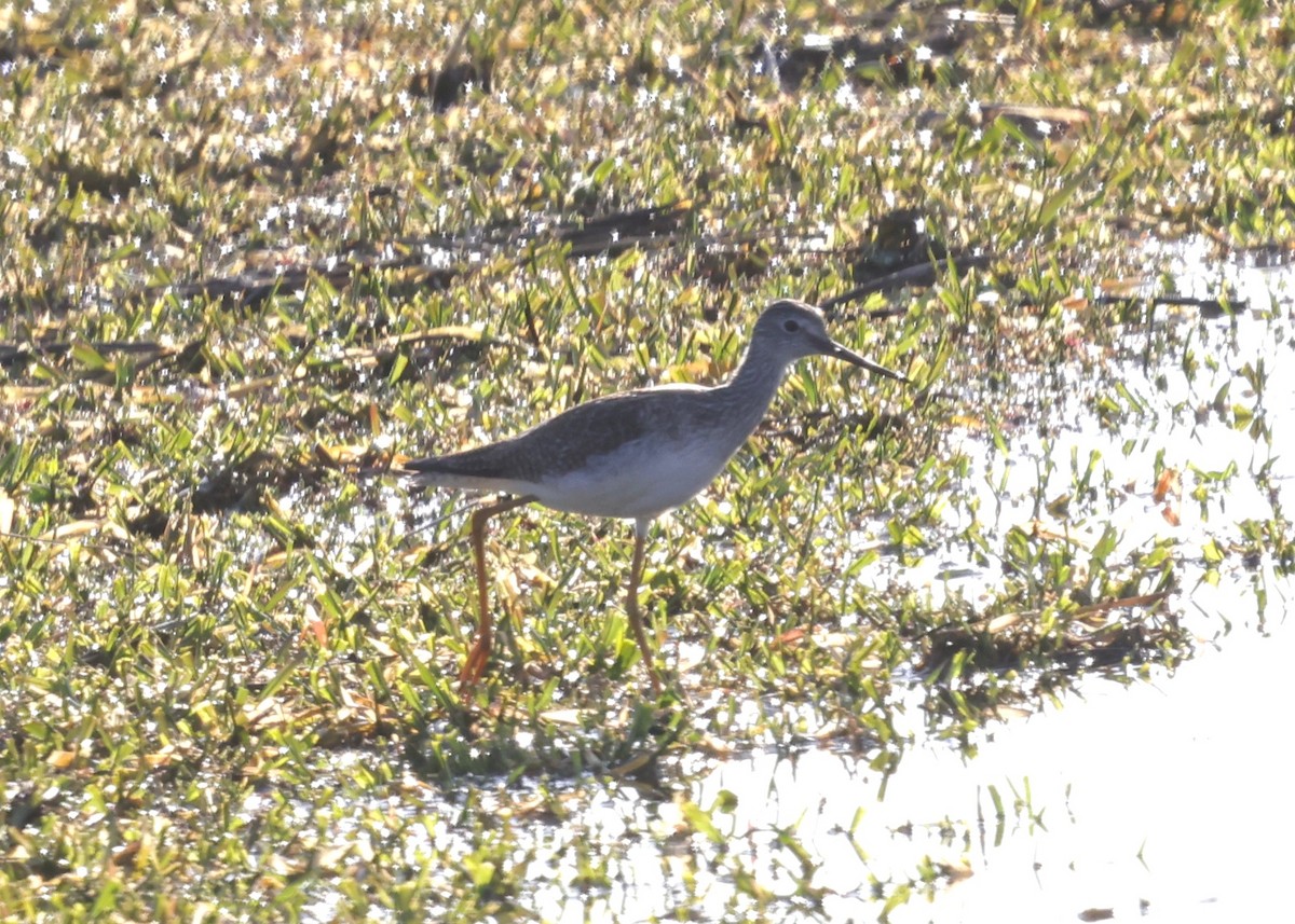 Greater Yellowlegs - ML616044106