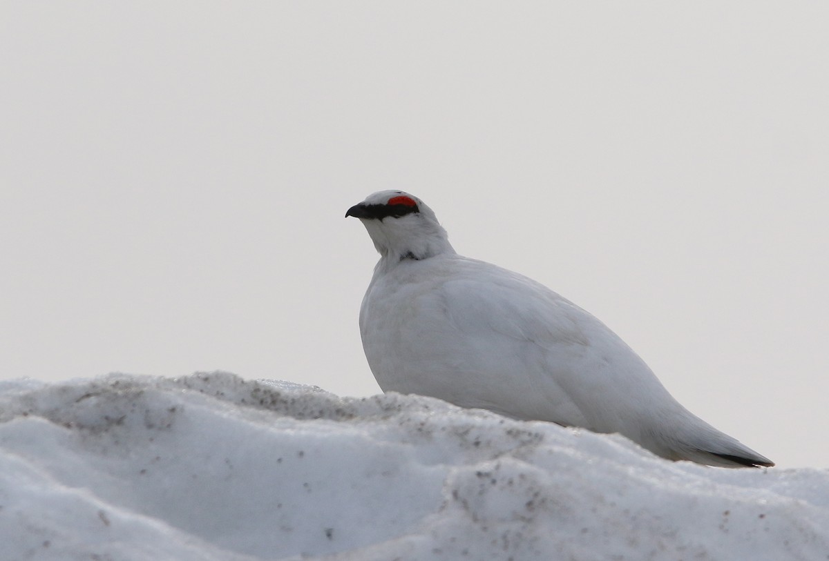 Alpenschneehuhn - ML616044138