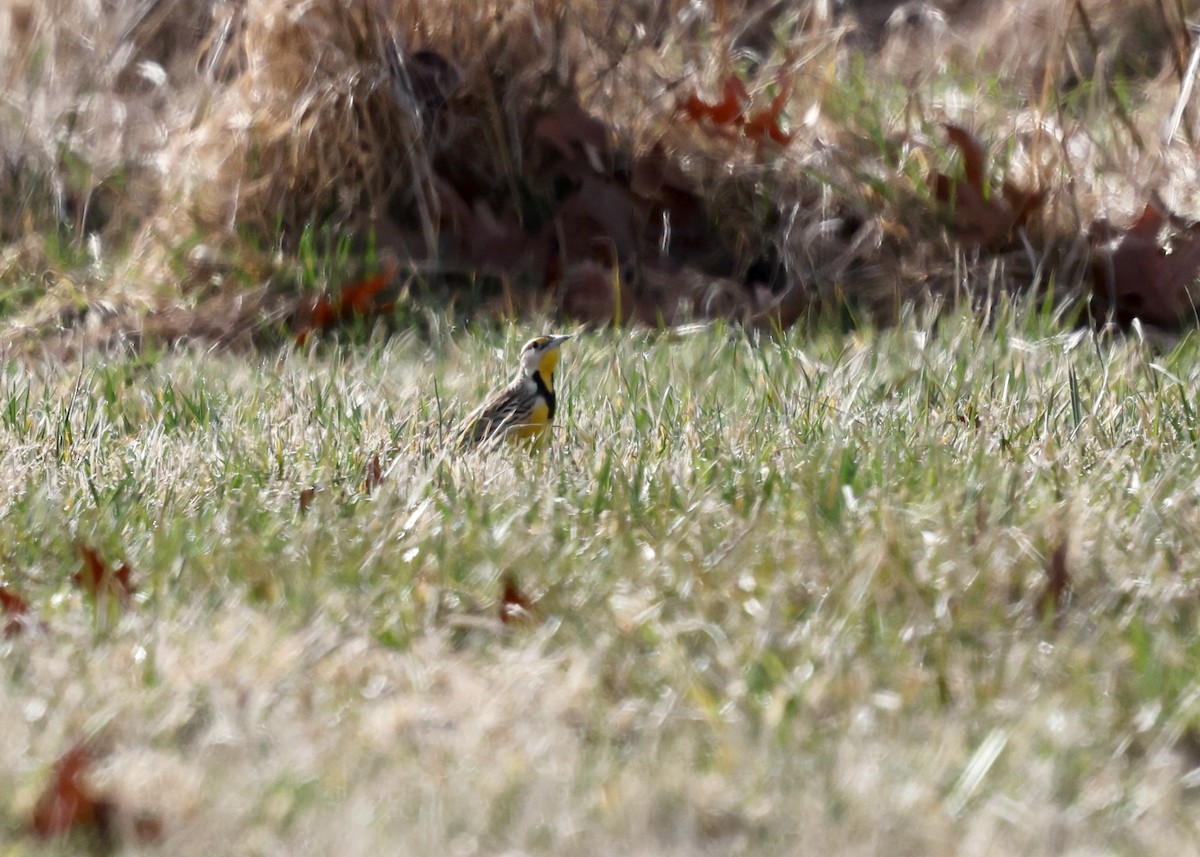 Eastern Meadowlark - ML616044257