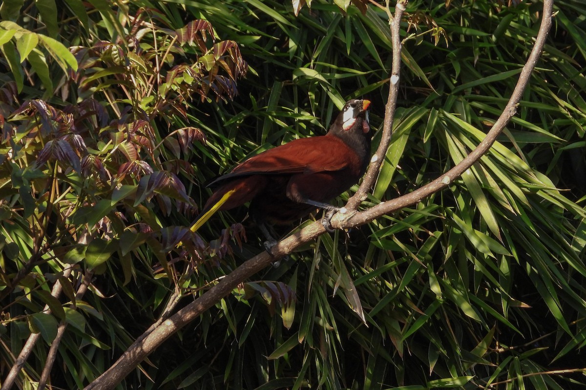 Montezuma Oropendola - Rose Shea