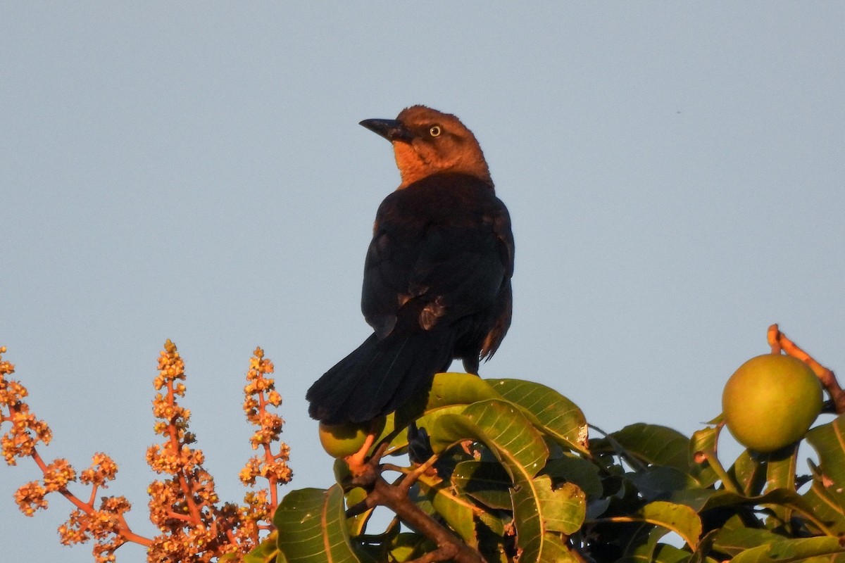 Great-tailed Grackle - ML616044284