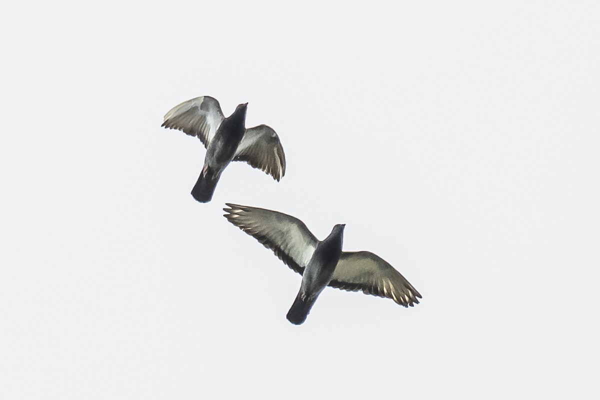Rock Pigeon (Feral Pigeon) - ML616044294