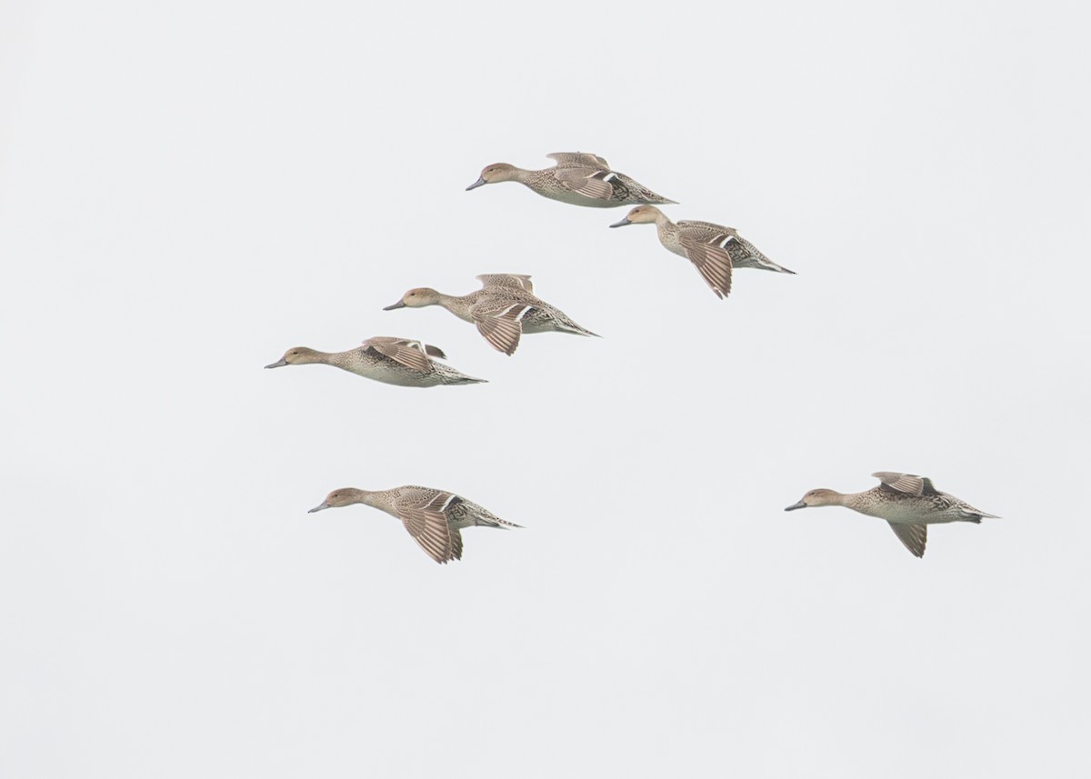 Northern Pintail - ML616044305