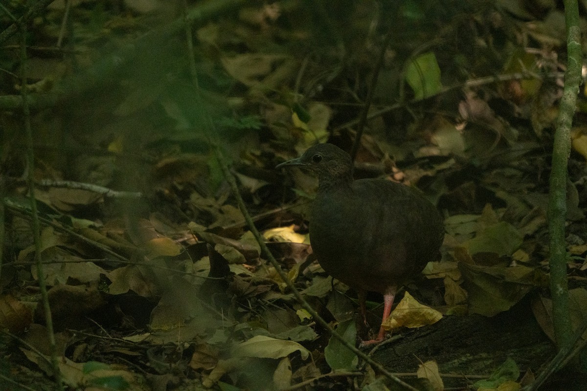 Tinamou à pieds rouges - ML616044310