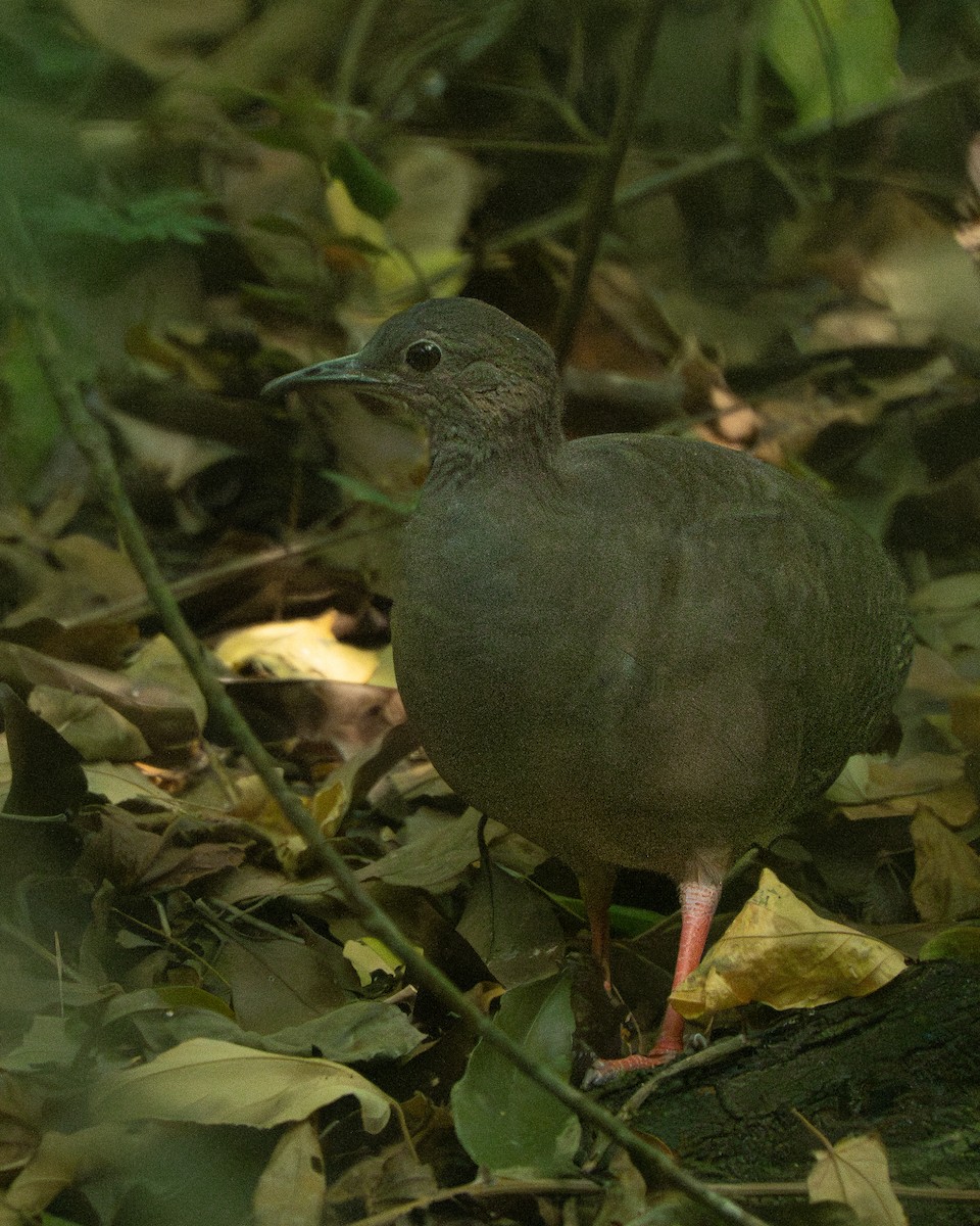 Tinamou à pieds rouges - ML616044312