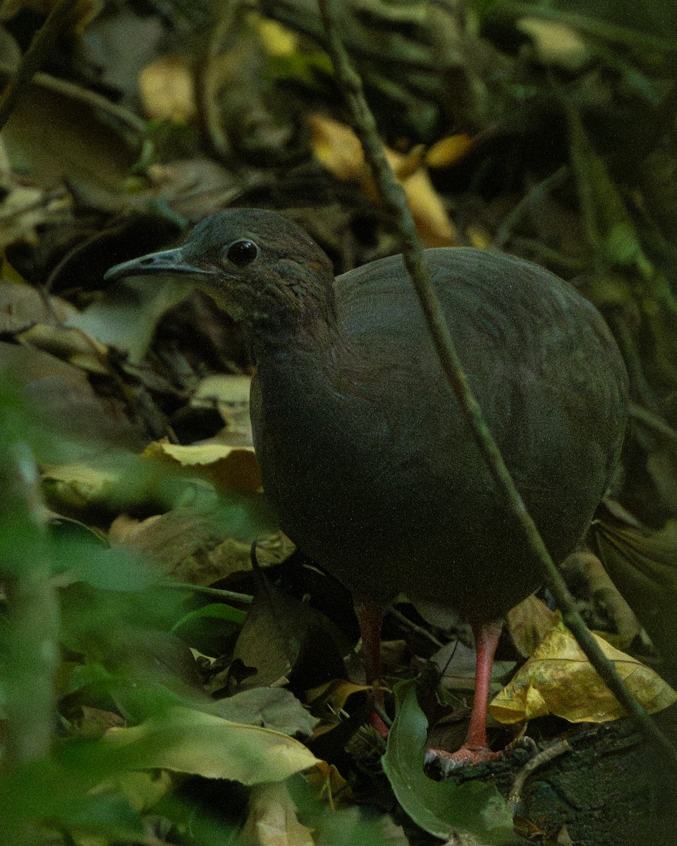 Tinamou à pieds rouges - ML616044313