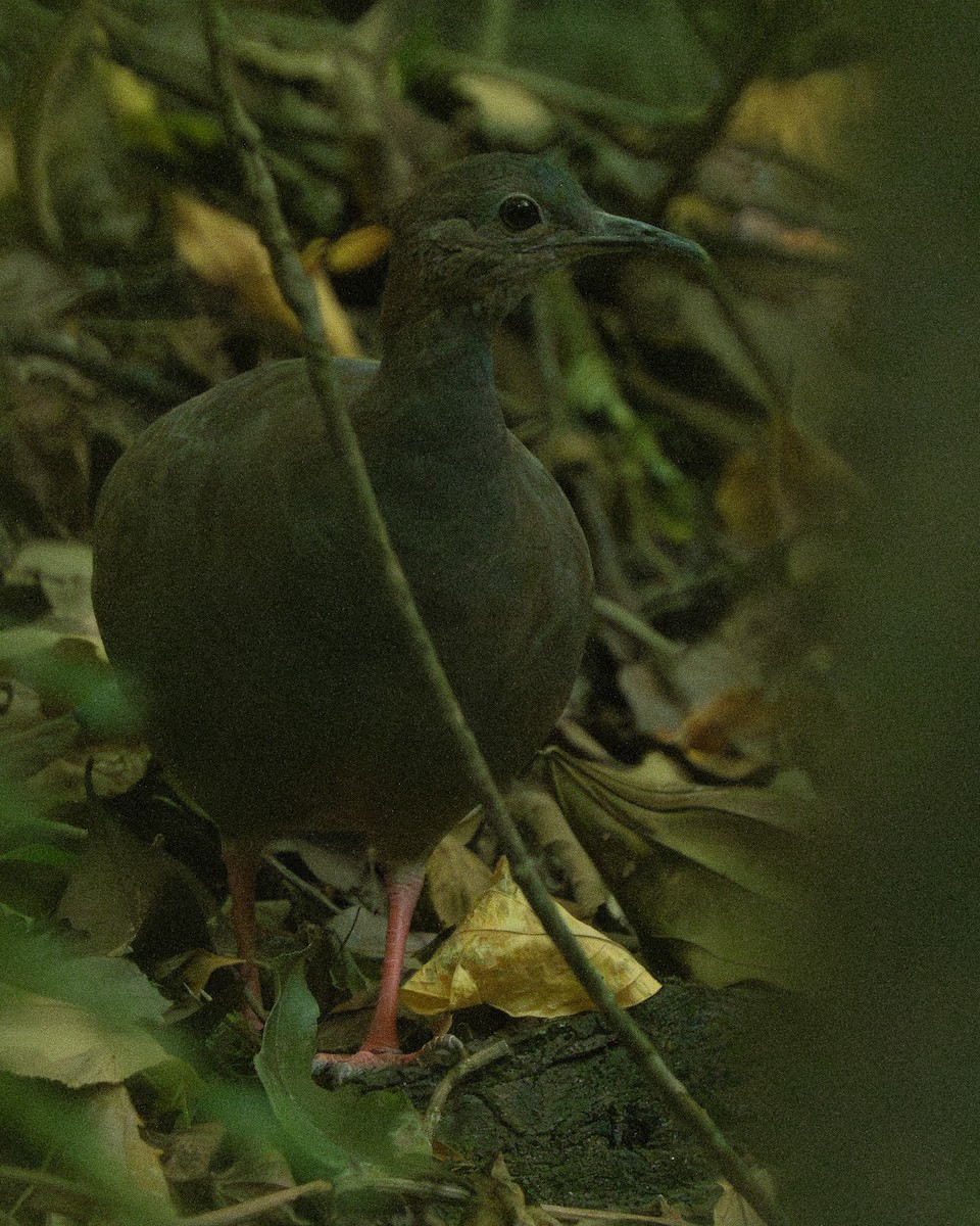 Tinamou à pieds rouges - ML616044315