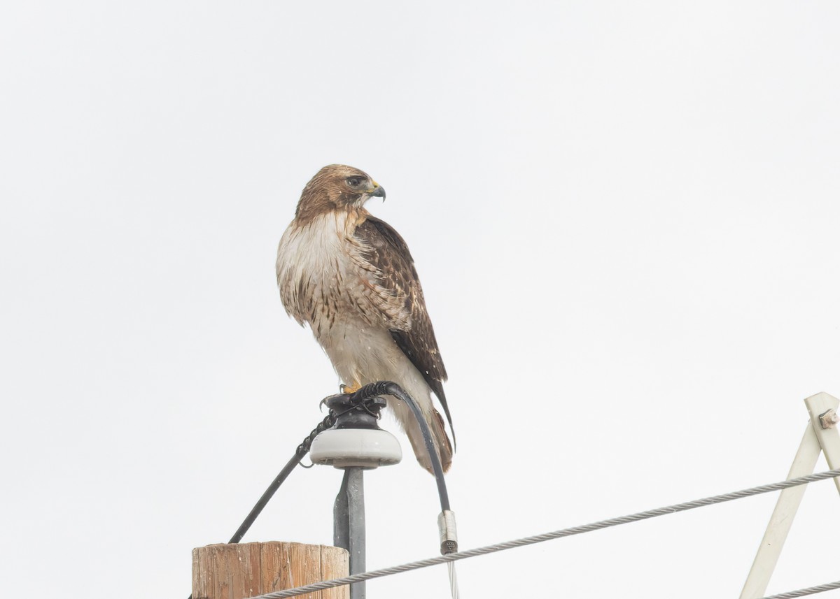 Red-tailed Hawk - ML616044323